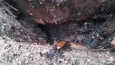 پایش آفت سرخرطومی حنایی خرما در شهرستان گراش پایش آفت سرخرطومی حنایی خرما در شهرستان گراش