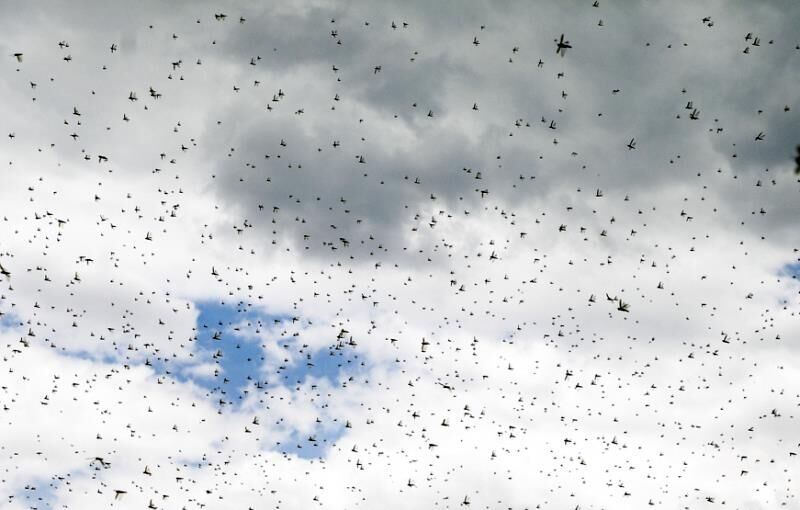 پرواز نخستین دسته‌ ملخ‌ صحرایی در قلعه گنج