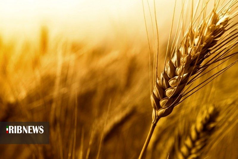 سالی پر برکت برای گندمکاران استان سالی پر برکت برای گندمکاران استان