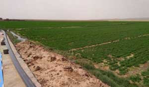 ابلاغ 172 میلیارد تومان تسهیلات امسال به کشاورزی خراسان رضوی ابلاغ 172 میلیارد تومان تسهیلات امسال به کشاورزی خراسان رضوی