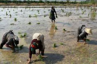 توصیه های دانشگاه علوم پزشکی مازندران به شالیکاران