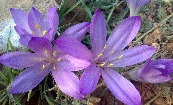 خواص دارویی گل حسرت (سورنجان)