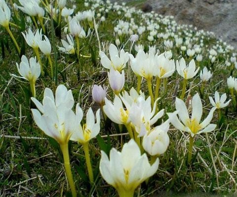 خواص دارویی گل حسرت (سورنجان)