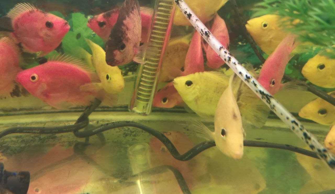 نگاهی به صنعت تولید ماهی&zwnj;های زینتی درکرمانشاه