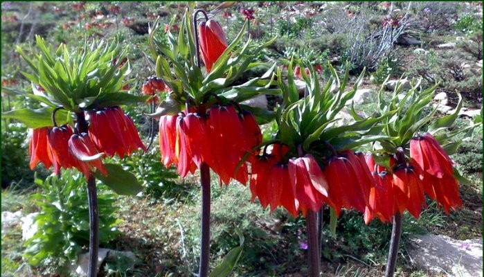 سود سرشار با کیسه‌ای پر از گیاه