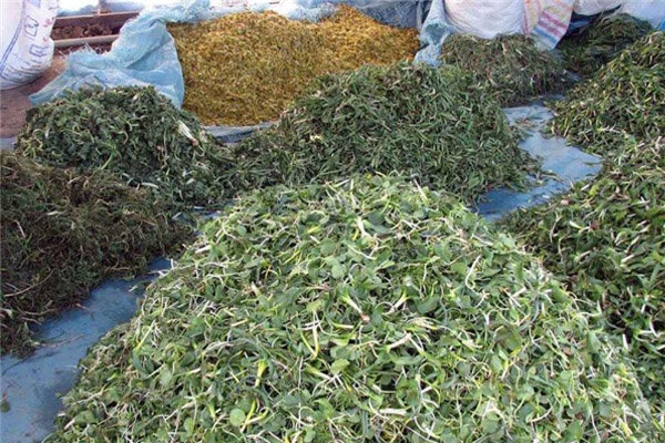 سود سرشار با کیسه‌ای پر از گیاه