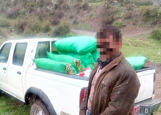 سود سرشار با کیسه‌ای پر از گیاه