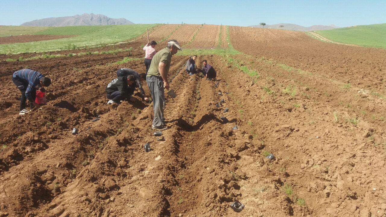 سود سرشار با کیسه‌ای پر از گیاه