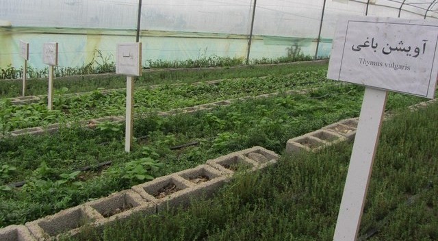 سود سرشار با کیسه‌ای پر از گیاه