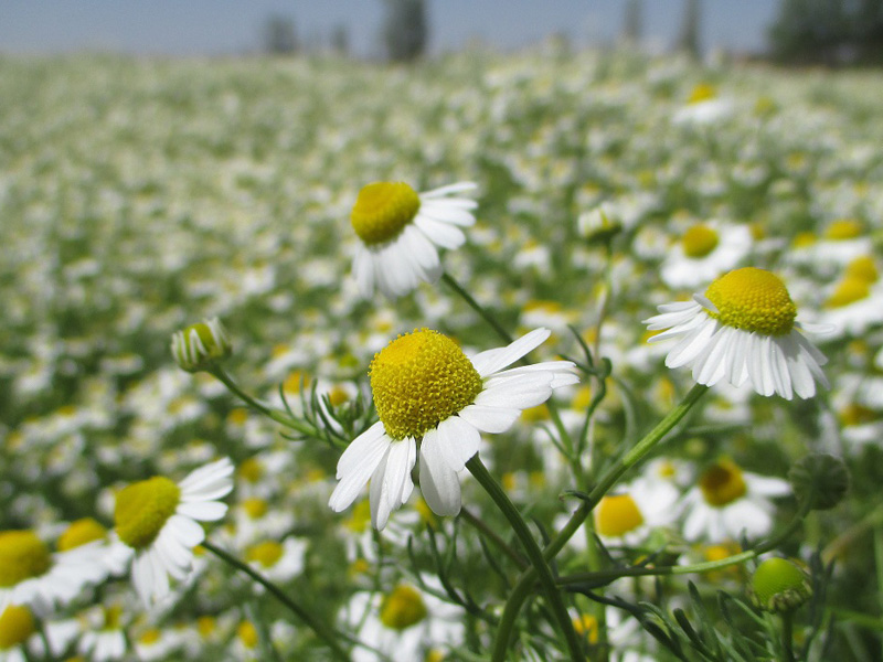 سود سرشار با کیسه‌ای پر از گیاه