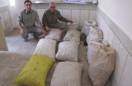 سود سرشار با کیسه‌ای پر از گیاه