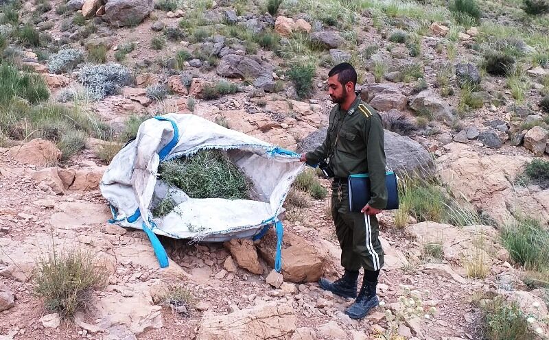 سود سرشار با کیسه‌ای پر از گیاه