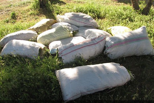 سود سرشار با کیسه‌ای پر از گیاه