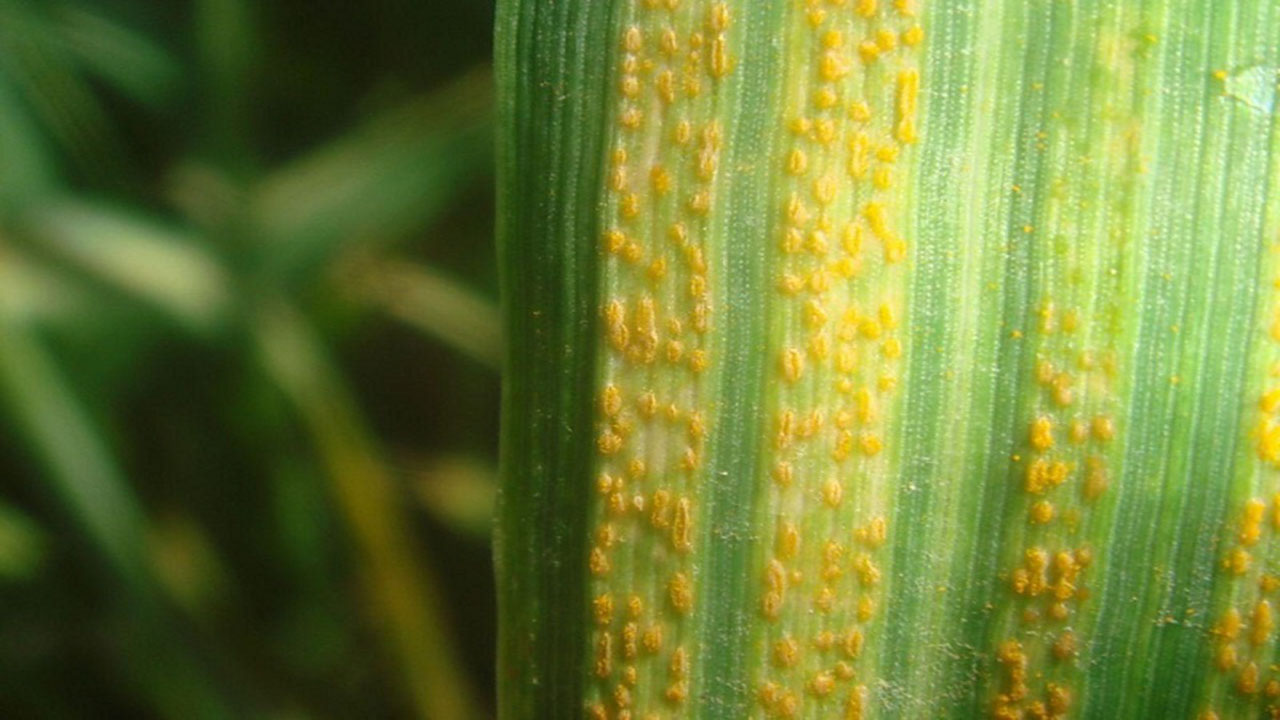 پایان مبارزه با بیماری‌های غلات در مزارع