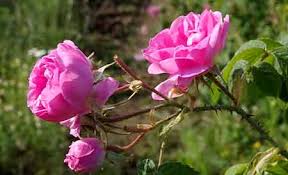 آغاز برداشت گل محمدی از گلستانهای مهریز آغاز برداشت گل محمدی از گلستانهای مهریز