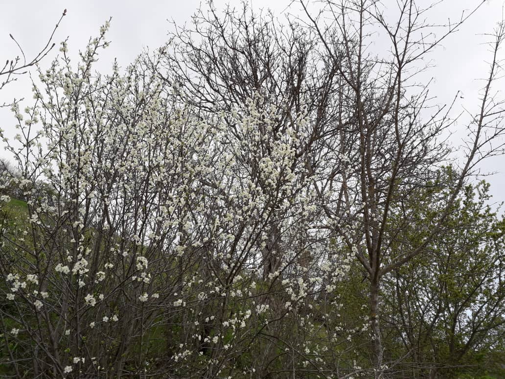 خسارت سرمای بهاره به باغهای گیلان خسارت سرمای بهاره به باغهای گیلان