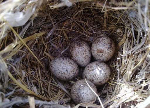 آغاز تخمگذاری پرندگان مهاجردر تالاب یعقوب آباد آبیک
