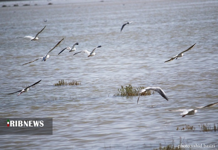 تالاب‌ها یکی از بدبیارترین اکوسیستم‌های طبیعت