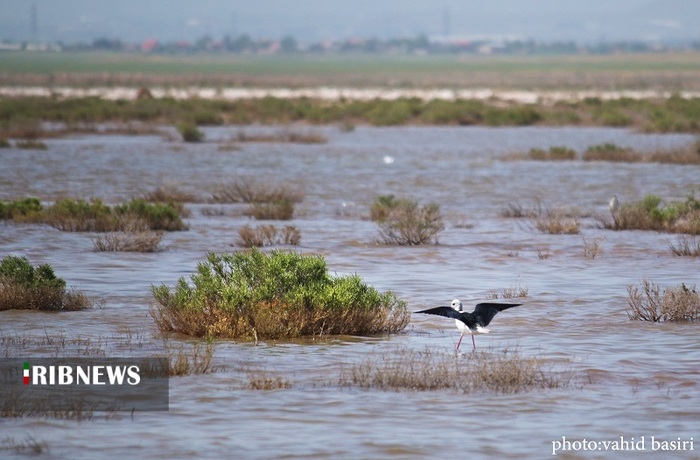 تالاب‌ها یکی از بدبیارترین اکوسیستم‌های طبیعت