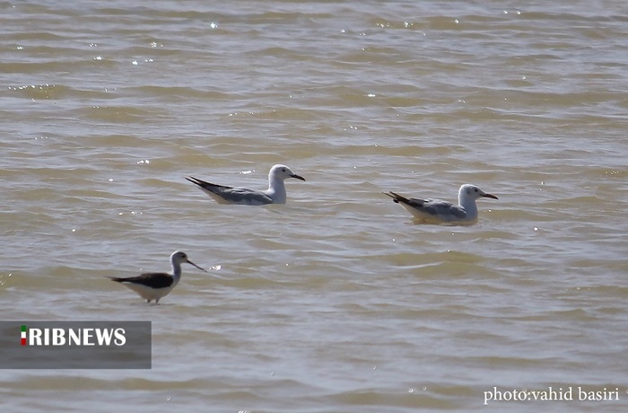 تالاب‌ها یکی از بدبیارترین اکوسیستم‌های طبیعت