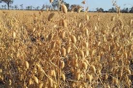 اختصاص 180 هکتار از اراضی جوین به حبوبات