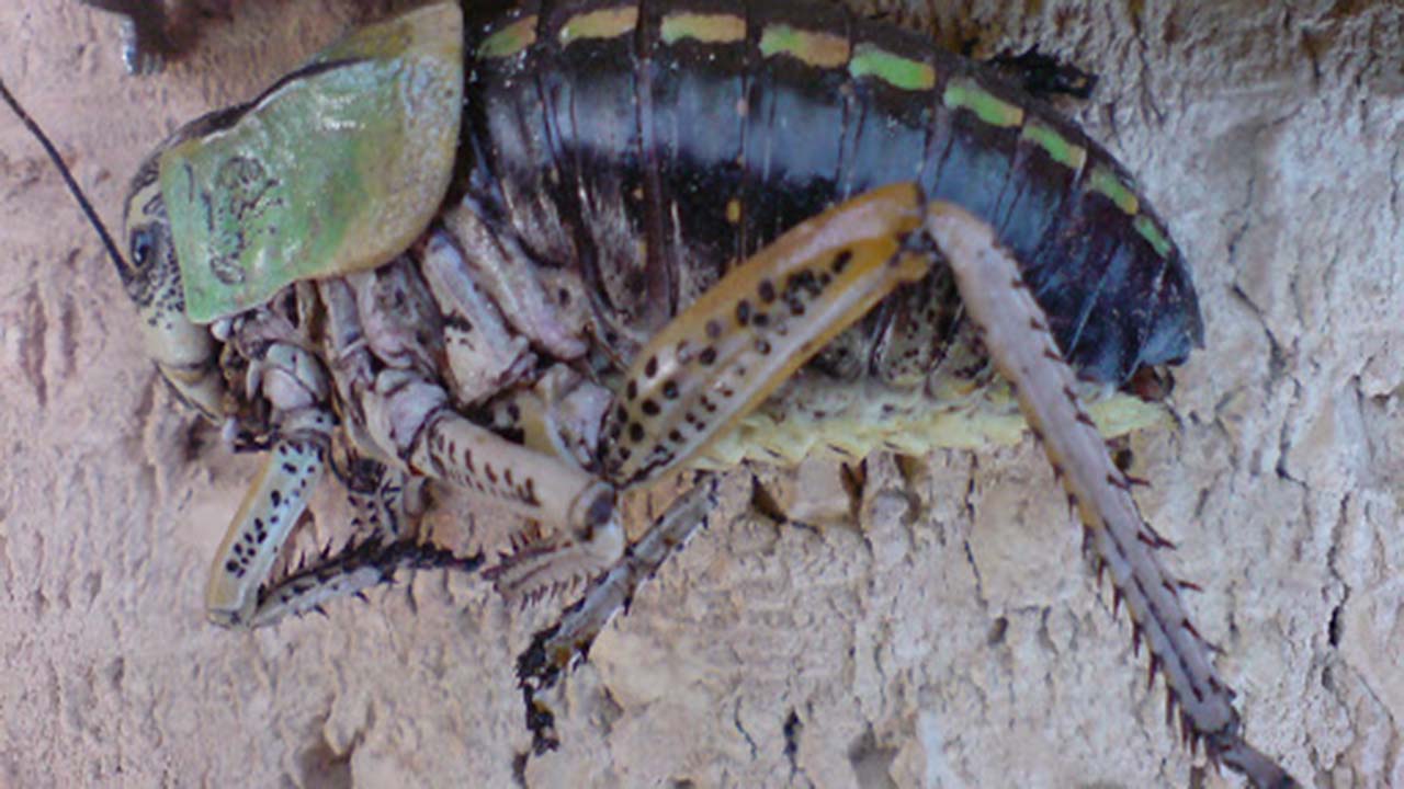 آغاز مبارزه با ملخ شکم بادمجانی آغاز مبارزه با ملخ شکم بادمجانی