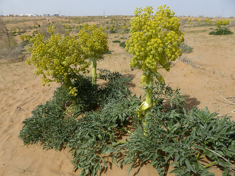 قطب آنغوزه استان فارس در معرض تهدید