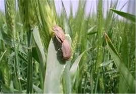 مبارزه با پوره و سن گندم در اراضی زراعی استان مرکزی مبارزه با پوره و سن گندم در اراضی زراعی استان مرکزی