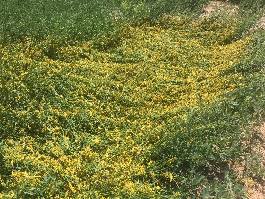 مبارزه با آفت ملخ در اراضی زاهدان مبارزه با آفت ملخ در اراضی زاهدان