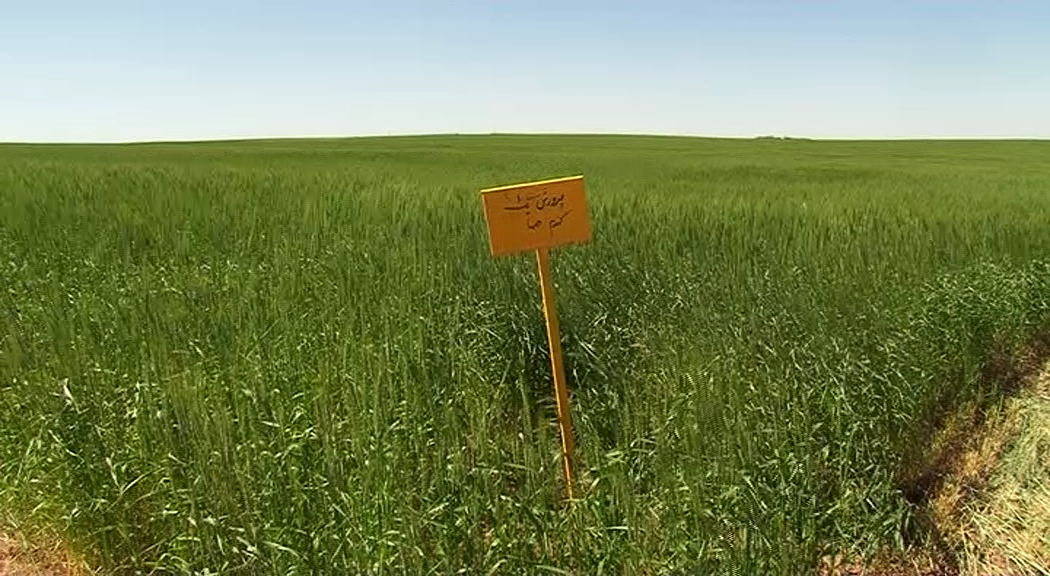 آذربایجان شرقی پیشگام کشت ارقام جدید غلات دیم