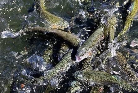 عرضه قزل آلای خرامه به بازار عرضه قزل آلای خرامه به بازار