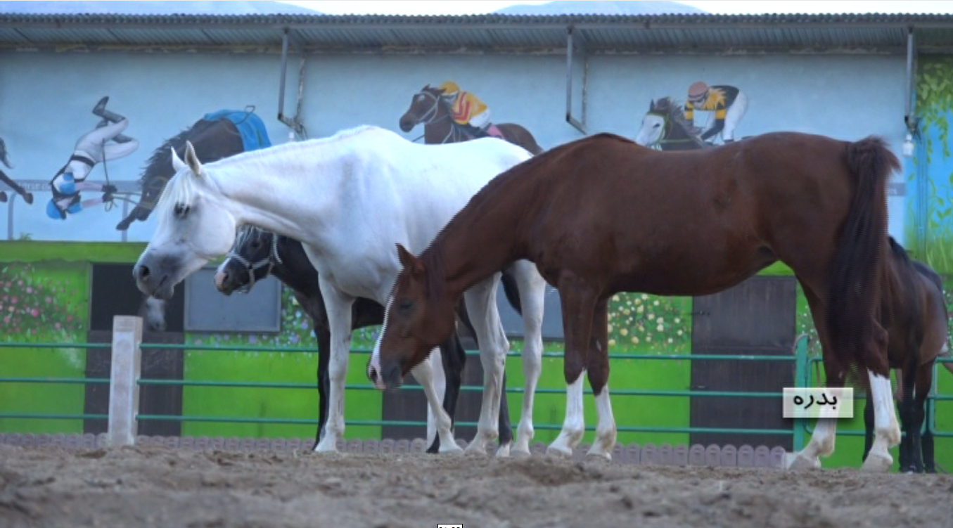 تولید و اشتغال با راه اندازی مزرعه پرورش اسب در شهرستان بدره