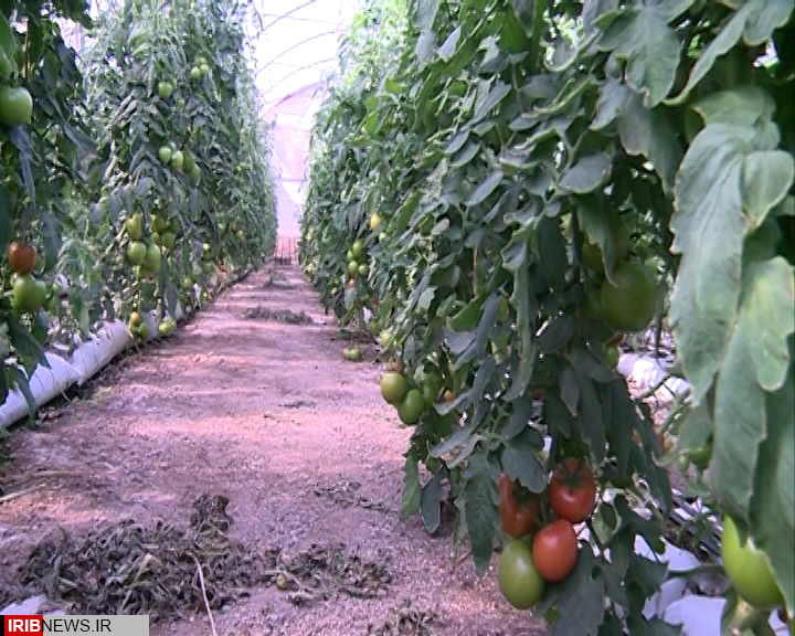 برداشت 2000 تن گوجه فرنگی از گلخانه های بم برداشت 2000 تن گوجه فرنگی از گلخانه های بم