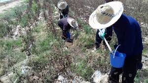 آغاز مبارزه با جوندگان برای جلوگیری از بیماری سالک در دامغان