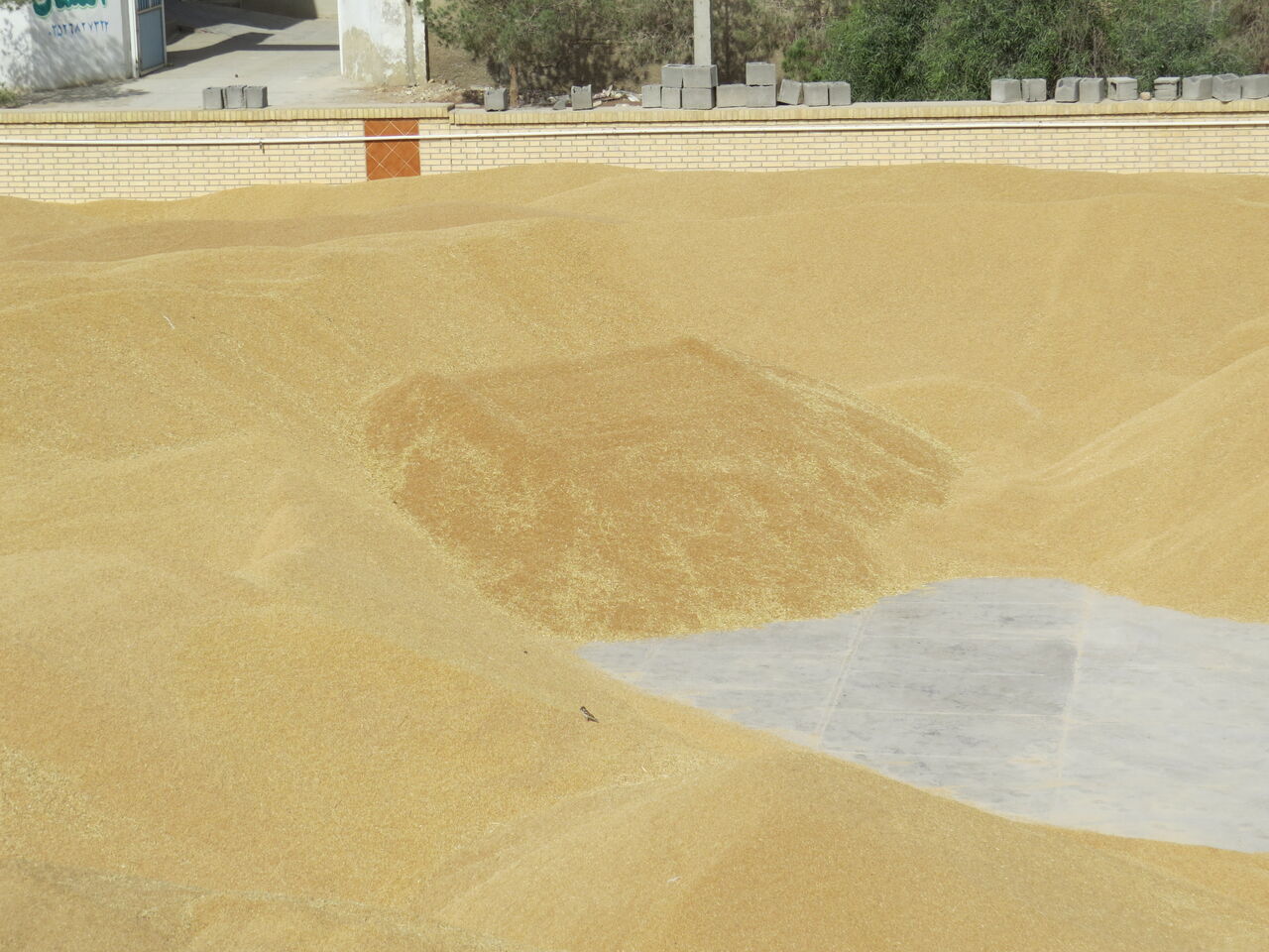 ۴.۵ میلیون تن گندم تحویل سیلو‌ها شد