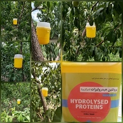 مبارزه با مگس میوه مدیترانه ای در بخش دهبکری بم