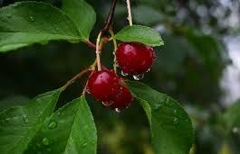 خنکای هوای بهاری با ترنم بارش ها