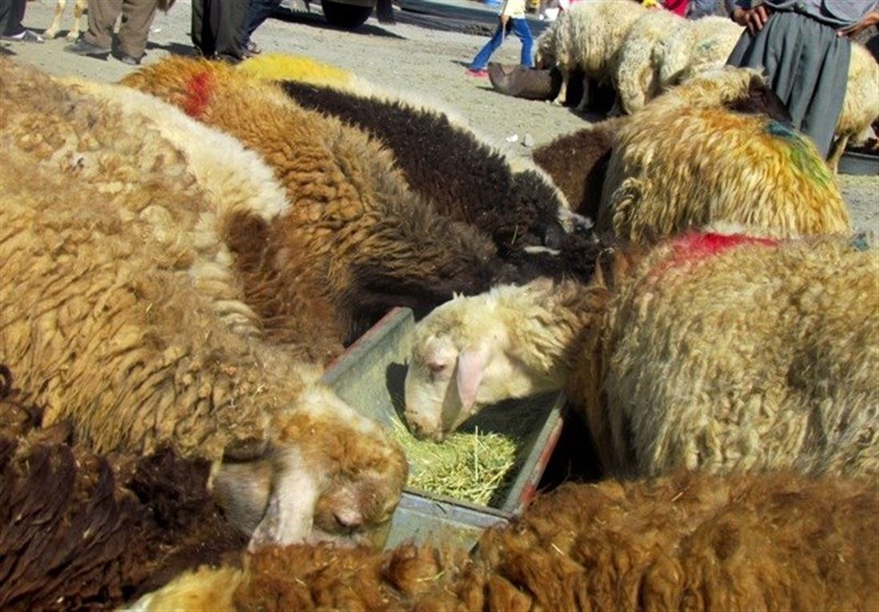 قربانی۱۶ راس گوسفند به نیت سلامتی مدافعان سلامت در فیروزه