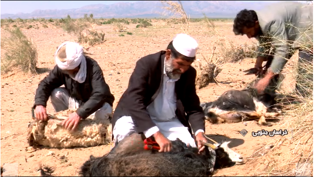 سرنوشت تلخ الیاف طلایی ایران