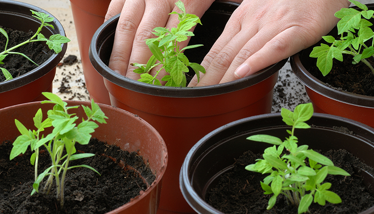 روش کاشت و پرورش ریحان در گلدان و باغچه