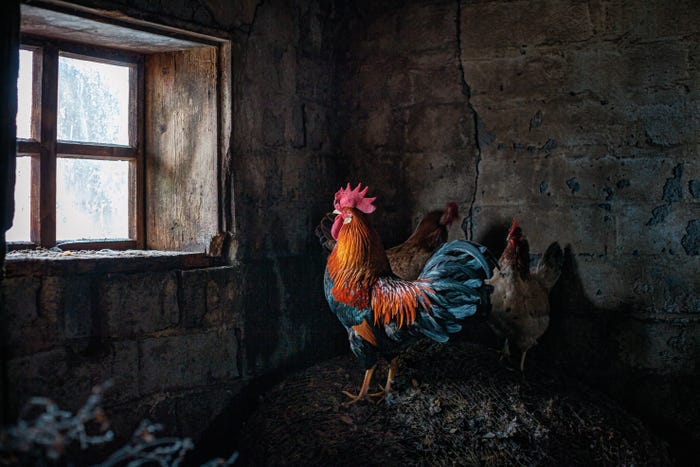 ۲ جزیره با اکثریت ساکنان زن