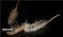 خرید بیش از 4تن سیست آرتمیا