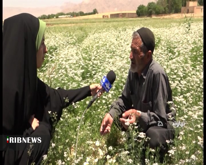 جهش تولید با مفت فروشی 