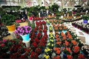 صدور و تمدید ۲۷ فقره پروانه بهره برداری گل و گیاه در محمودآباد صدور و تمدید ۲۷ فقره پروانه بهره برداری گل و گیاه در محمودآباد