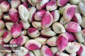 برداشت پسته کال در شهرستان زرند برداشت پسته کال در شهرستان زرند