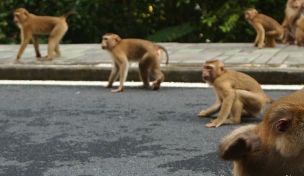 رعایت فاصله اجتماعی در میان حیوانات رعایت فاصله اجتماعی در میان حیوانات