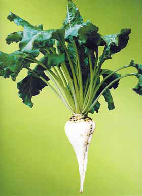 از این ۴ سبزی میکروب کش غافل نشوید