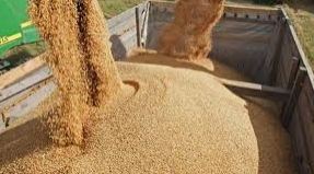 نمونه‌برداری از ۱۰ میلیون تن نهاده دامی وارداتی در خوزستان