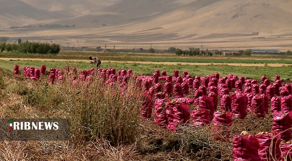 آغاز برداشت سیب‌زمینی در کردستان