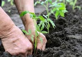 تخصیص اعتبار برای طرح نهال کاری در ۳۰ هزار هکتار از اراضی ساوه